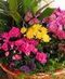 Flowering Plants