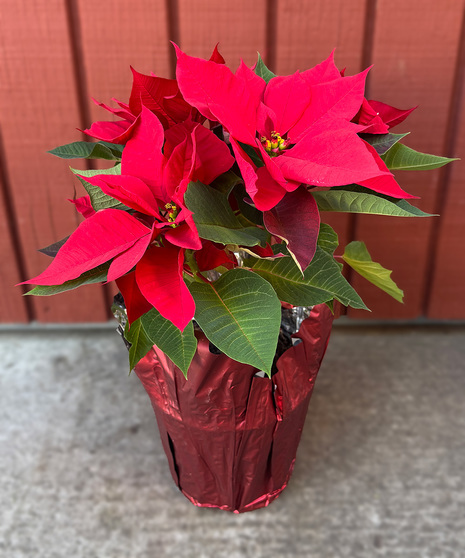 Poinsettia Plant - Existing Graves Only