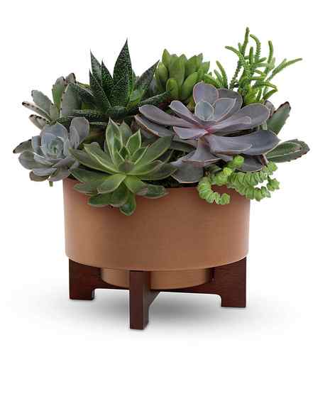 Harvest Succulent Garden